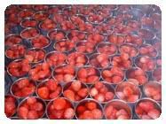 canned strawberry|Canned Fruits|